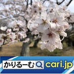 19_84k_sakura20200408w500x500.jpg
